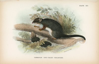 Tasmanian Ring-Tailed Phalanger by English School